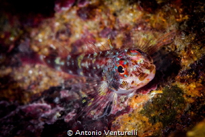 Small fish have bright colors and flamboyant shape that a... by Antonio Venturelli 